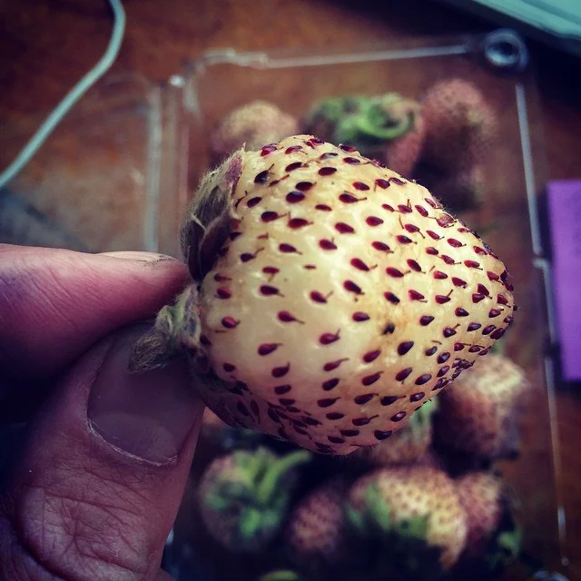 Frutillas chilenas frutillas-chilenas